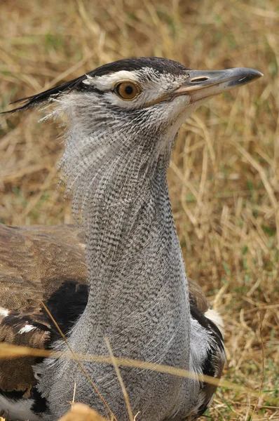 Kori Bustard Ardeotis Kori Large Bird Native Africa Member Bustard — Stock Photo, Image