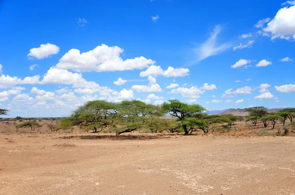 Afrikanische Landschaft Serengeti Nationalpark Tansania — Stockfoto