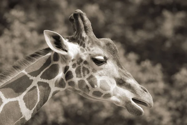 Zsiráf Giraffa Camelopardalis Egy Afrikai Páros Ujjú Patás Emlős Összes — Stock Fotó