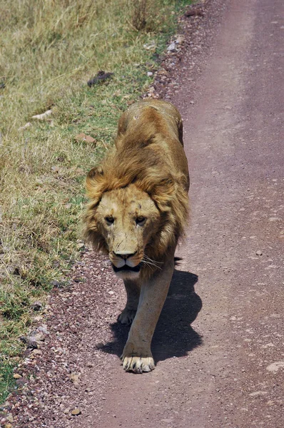 Leone Uno Dei Grandi Gatti Del Genere Panthera Membro Della — Foto Stock