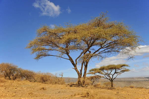 Der Tarangire Nationalpark Ist Nach Ruaha Serengeti Mikumi Katavi Und — Stockfoto