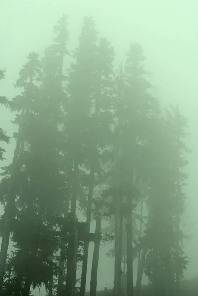 Foggie Árboles Piel Bosque Whistler Canadá —  Fotos de Stock