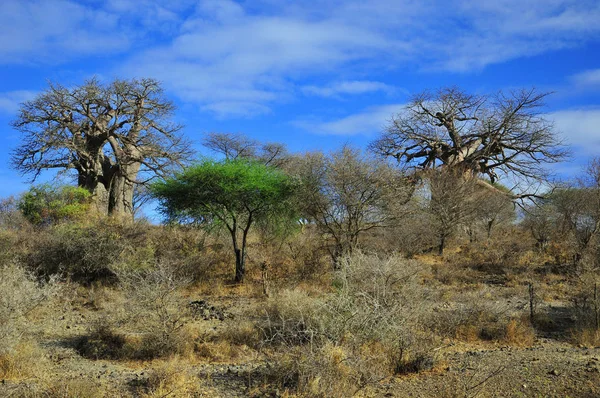 アフリカのサバンナに似たブラジルの典型的な植生であるセラードの風景 — ストック写真