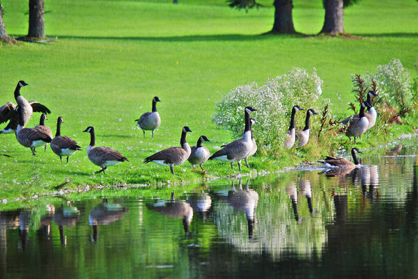 Canada goose (Branta canadensis) is a large wild goose species with a black head and neck, white patches on the face, and a brown body. Native to arctic and temperate regions of North America