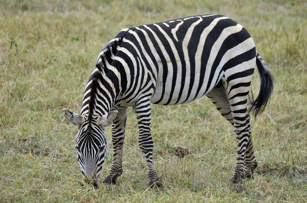 Zebras Parque Nacional Amboseli Anteriormente Maasai Amboseli Game Reserve Encuentra — Foto de Stock