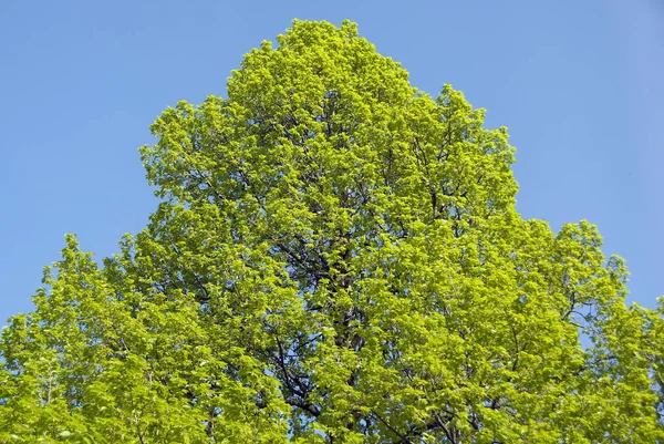 Árvore Verde Alta Fundo Azul Céu — Fotografia de Stock