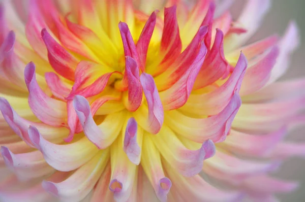 Dahlia Est Genre Plantes Vivantes Touffues Touffues Originaire Mexique Amérique — Photo