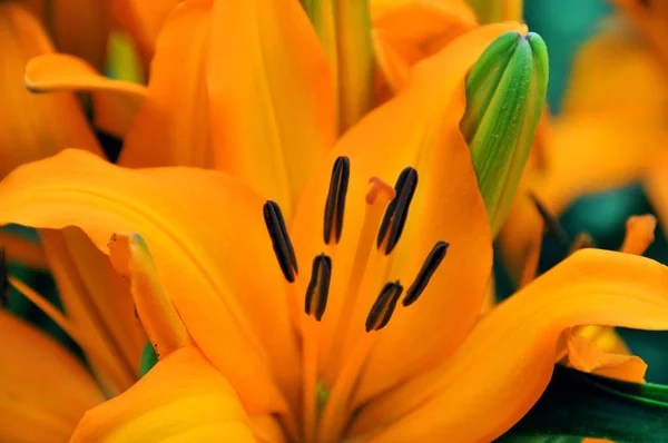 Gündüzleri Hemerocallis Cinsinde Çiçek Açan Bir Bitkidir Çekici Çiçekleri Için — Stok fotoğraf