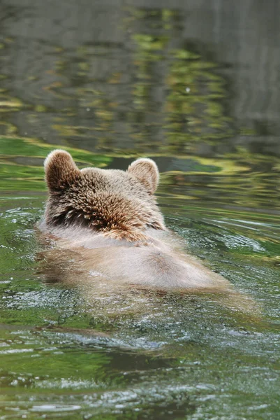 Niedźwiedź Grizzly Znany Również Jako Niedźwiedź Srebrzysty Grizzly Lub Północnoamerykański — Zdjęcie stockowe
