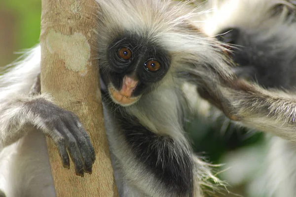 Close Macaco Floresta Selvagem — Fotografia de Stock