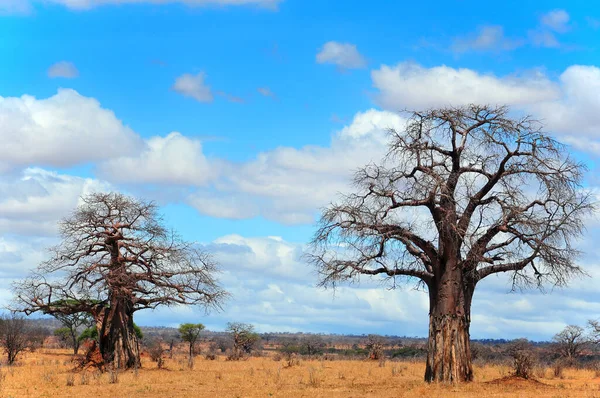 Baobab Boaboa Şişe Ağacı Ters Dönmüş Ağaç Tarangire Ulusal Parkı — Stok fotoğraf