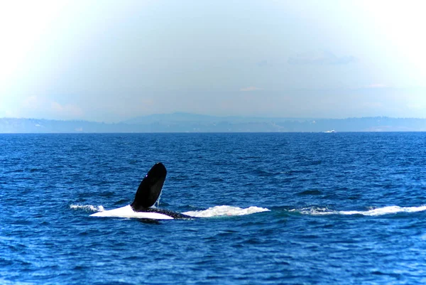 Ballena Nadando Mar Azul — Foto de Stock