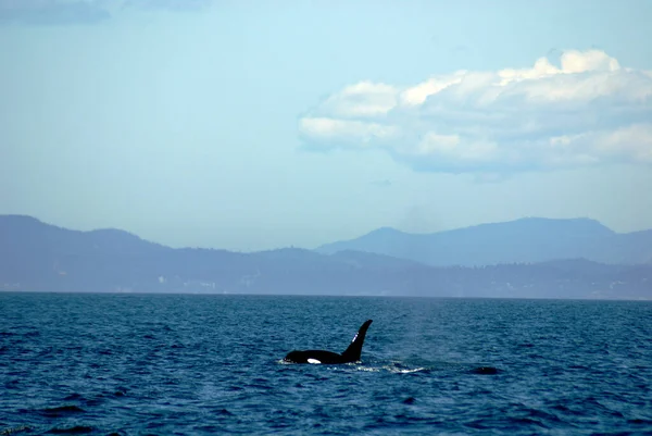 鲸在蓝海中游泳 — 图库照片