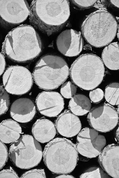 pile of wood logs in the forest