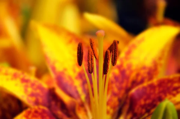 Gigli Lilium Genere Piante Erbacee Fiore Che Crescono Dai Bulbi — Foto Stock