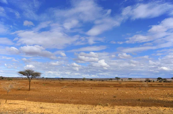 Tanzanya Savanası Manzara Manzarası — Stok fotoğraf