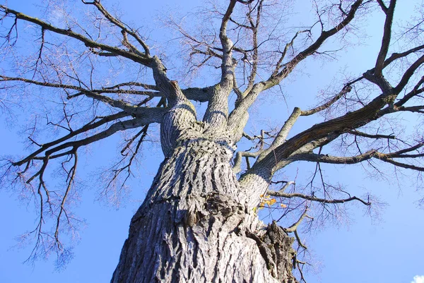 Árbol Arce Desde Fondo — Foto de Stock