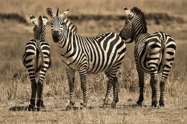 Cebras Serengeti Tanzania Serengeti Alberga Mayor Migración Mamíferos Mundo Que —  Fotos de Stock