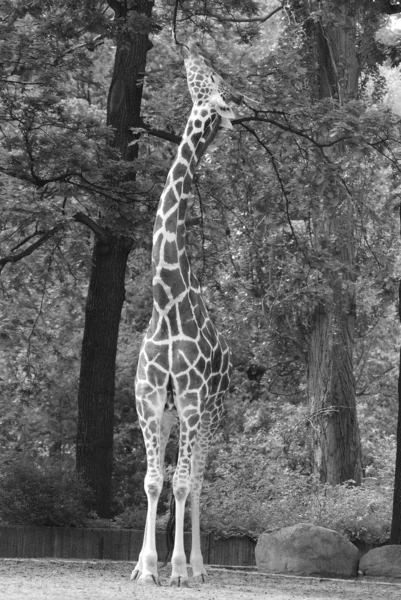 Jardim Zoológico Berlim Girafa Giraffa Camelopardalis Mamífero Africano Ungulado Mais — Fotografia de Stock