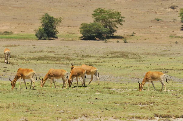 Κόκα Χάρτεμπιστ Hartebeest Οπτάνθρακα Alcelaphus Buselaphus Cokii Kongoni Είναι Μια — Φωτογραφία Αρχείου