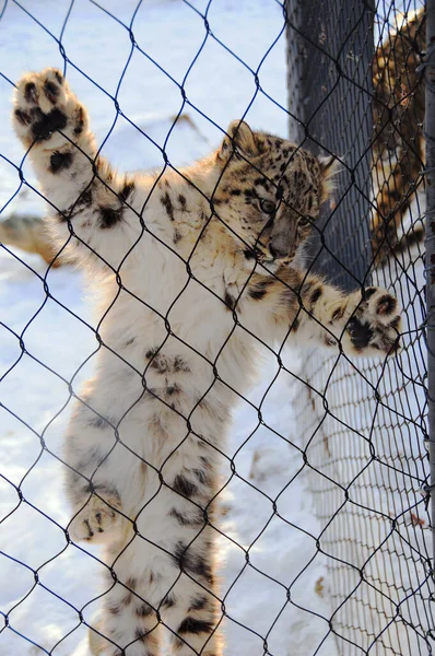 Kar Leoparı Kafesin Arkasında — Stok fotoğraf