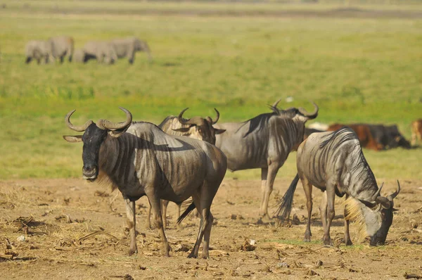 The wildebeest (plural wildebeest, wildebeests or wildebai), also called the gnu is an antelope of the genus Connochaetes. It is a hooved (ungulate) mammal. Wildebeest is Dutch for \