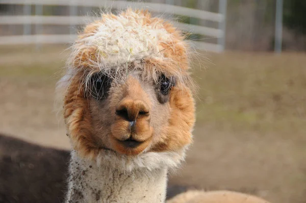 Alpaca Vicugna Pacos Una Specie Addomesticata Camelide Sudamericano Assomiglia Piccolo — Foto Stock