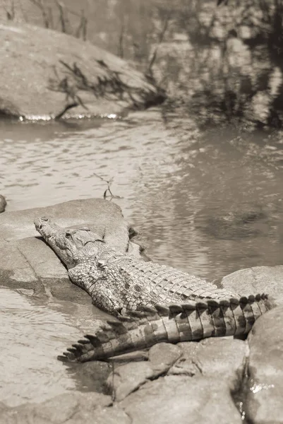 Hluhluwe Imfolozi Park Das Nilkrokodil Ist Ein Afrikanisches Krokodil Das — Stockfoto