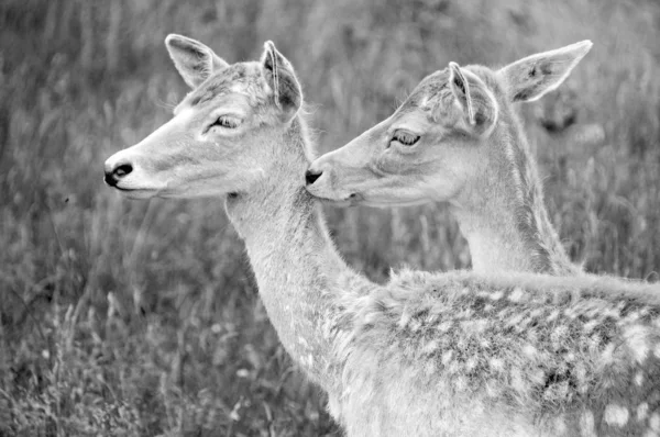 Young Couple Deer Deer Ruminant Mammals Forming Family Cervidae Species — Stock Photo, Image