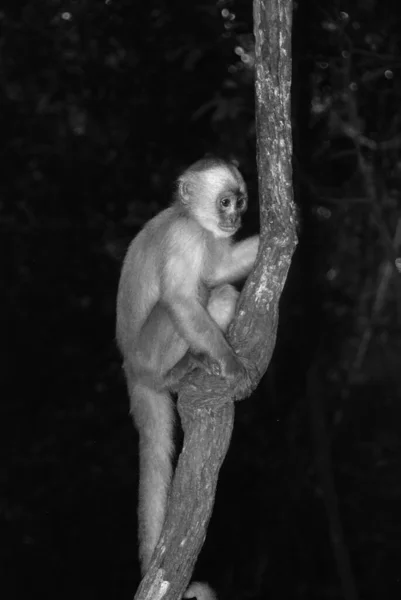 Aapje Aan Boom Jungle — Stockfoto