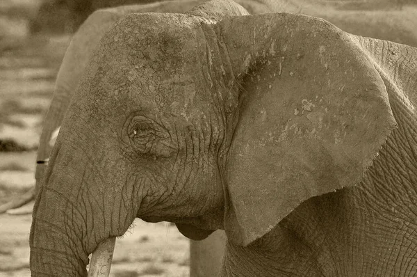 Elefantes Parque Nacional Amboseli Anteriormente Maasai Amboseli Game Reserve Está — Fotografia de Stock