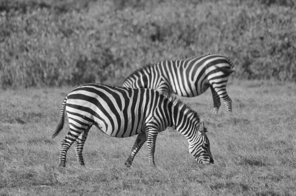 Zebras Amboseli National Park Раніше Відомий Maasai Amboseli Game Reserve — стокове фото