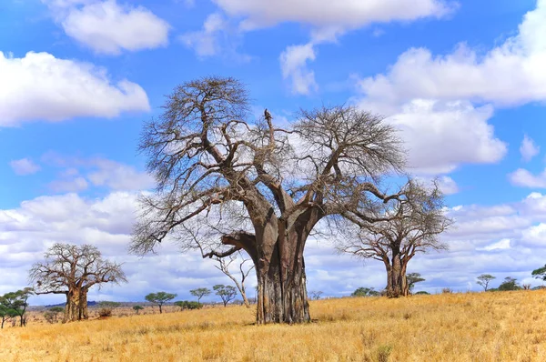 Baobab Boab Boaboa Bottle Tree Upside Tree Monkey Bread Tree — Stock Photo, Image