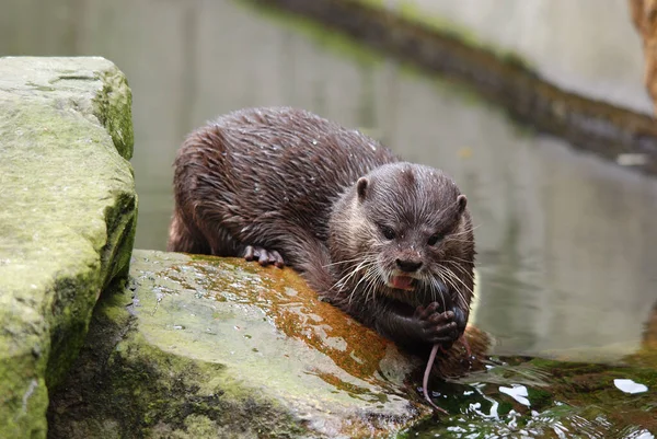 Otters Carnivorous Mammals Subfamily Lutrinae Extant Otter Species All Semiaquatic — Stock Photo, Image