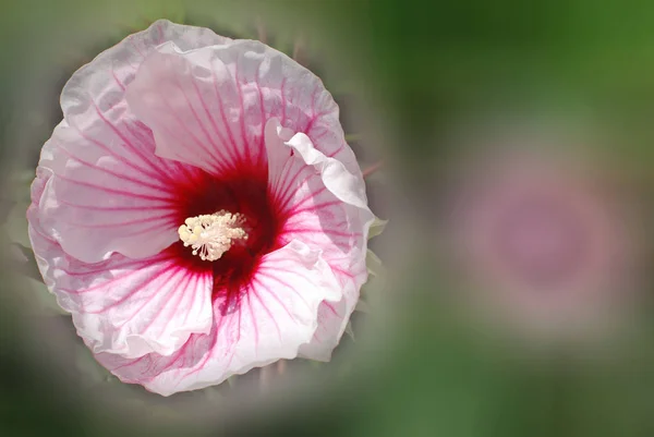 Poppy Flowering Plant Subfamily Papaveroideae Family Papaveraceae Poppies Herbaceous Plants Royalty Free Stock Photos