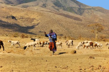 NGOROGORO, TANZANIA - 17 Ekim: Masai 17 Ekim Ngorogoro, Tanzanya ovasında yürüyor. Masailer Doğu Afrika 'da Hint Okyanusu' nun yanında Nilotik bir gruptur..