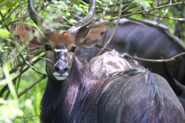 Hluhluwe imfolozi parkı Güney Afrika 'da bulunan bir sarmal boynuzlu antilop türüdür. Bovidae familyasından bir kuş türü.