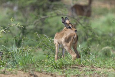 Hluhluwe imfolozi parkı Güney Afrika, Impala (Aepyceros melampus) doğu ve güney Afrika 'da bulunan orta büyüklükte bir antiloptur..