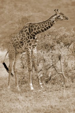 Genç zürafa tayı, ağaçların tepesindeki akasya yapraklarını yiyen büyük babasını takip eder. Profil görünümleri, arka arkaya, Ngorongoro Koruma Alanı, Tanzanya