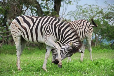 Güney Afrika 'daki Hluhluwe-Imfolosi Parkı' nda Zebralar