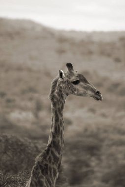 Hluhluwe imfolozi parkı Güney Afrika zürafası (Züraffa camelopardalis), Afrika 'da yaşayan tek ayaklı tek ayaklı bir memeli türü..