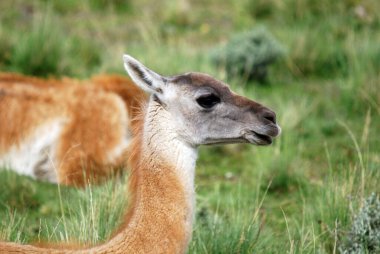Patagonya 'da Guanacoes (Lama guanicoe), Torres del Paine. Guanaco ismi Güney Amerika dilinde 
