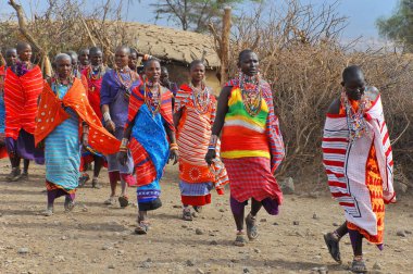 AMBOSELI, KENYA - 13 OCT: Masai kabilesinden tanımlanamayan Afrikalı grup Kenya 'nın Masai Mara kentinde 13 Ekim 2011 tarihinde yapılan geleneksel atlama dansını göstermeye hazırlanıyor. Onlar göçebe ve küçük köylerde yaşıyorlar..
