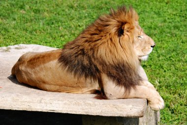 Aslan, Panthera cinsindeki dört büyük kediden biri ve Felidae familyasının bir üyesidir. Bazı erkekler 250 kg ağırlığı aşınca kaplandan sonra yaşayan en büyük ikinci kedidir..