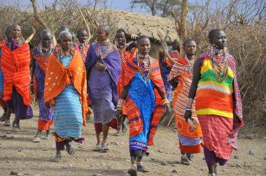 AMBOSELI, KENYA - 13 OCT: Masai kabilesinden tanımlanamayan Afrikalı grup Kenya 'nın Masai Mara kentinde 13 Ekim 2011 tarihinde yapılan geleneksel atlama dansını göstermeye hazırlanıyor. Onlar göçebe ve küçük köylerde yaşıyorlar..