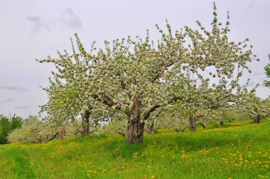 Çiçek açan elma ağaçları, gül familyasının en çok tatlı, pofuduk meyvesi olan elmalarıyla tanınan yaprak döken ağaçlarıdır. Dünya çapında bir meyve ağacı gibi işlenmiş.  