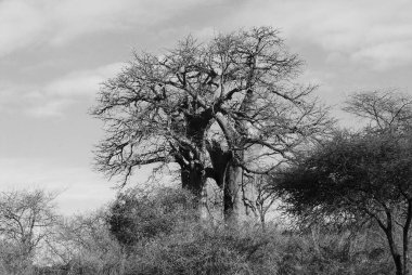 Baobab, Boaboa, şişe ağacı, ters dönmüş ağaç ve Tarangire Ulusal Parkı, Ruaha, Serengeti, Mikumi, Katavi ve Mkomazi 'den sonra Tanzanya' nın en büyük altıncı milli parkıdır.