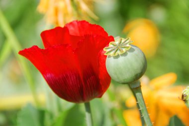 Bahçede kırmızı lale ve yeşil gelincik çiçekleri