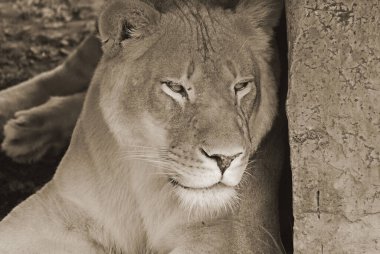 Aslan, Panthera cinsindeki dört büyük kediden biri ve Felidae familyasının bir üyesidir. Bazı erkekler 250 kg ağırlığı (550 lb) aşarak kaplandan sonra yaşayan en büyük ikinci kedidir.