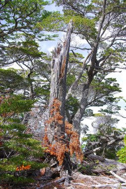 Tierra del Fuego Ulusal Parkı, Arjantin 'in Tierra del Fuego adasının Patagonic Ormanı ve Altos And Dağları' nda yer alan bir milli parktır. 